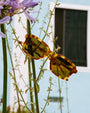 The Heavy Tropix / Blonde Tortoise Bio & Polarised Mustard Lens - Shade Files