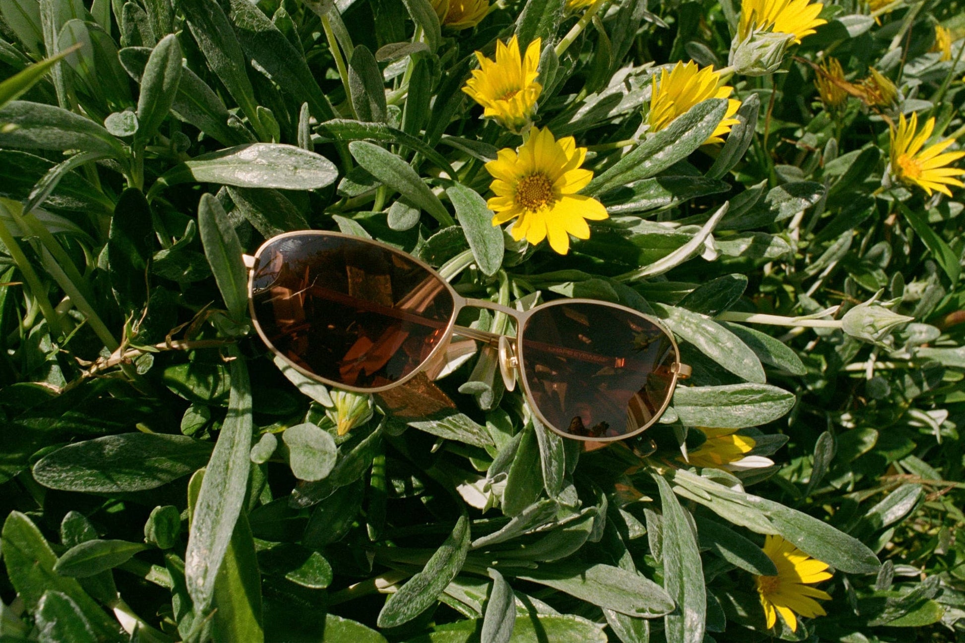 The Perma Joy / Matte Warm Gold & Desert Tortoise Bio & Rosewood Lens - Shade Files